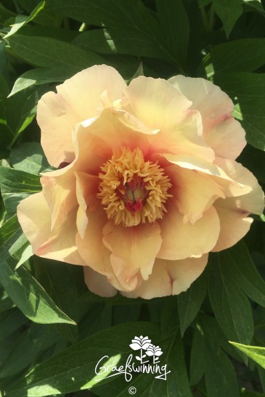 Pivoine 'Candy Cane'