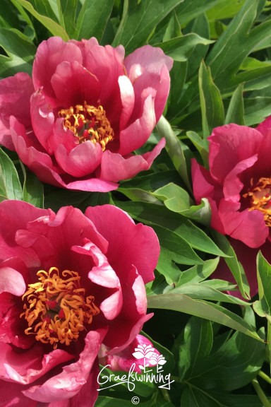 Pivoine 'Yankee Doodle Dandy'