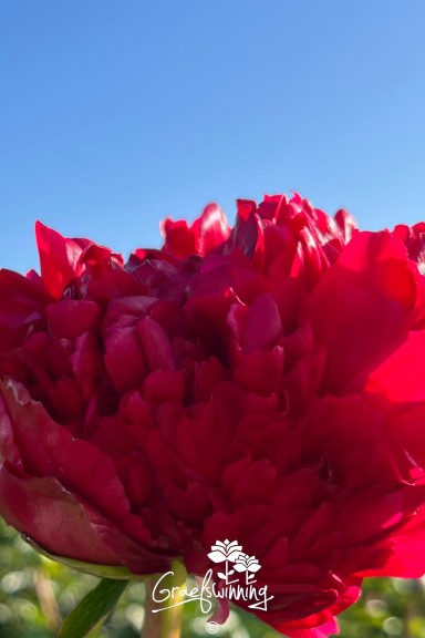 Pivoine 'Command Performance'