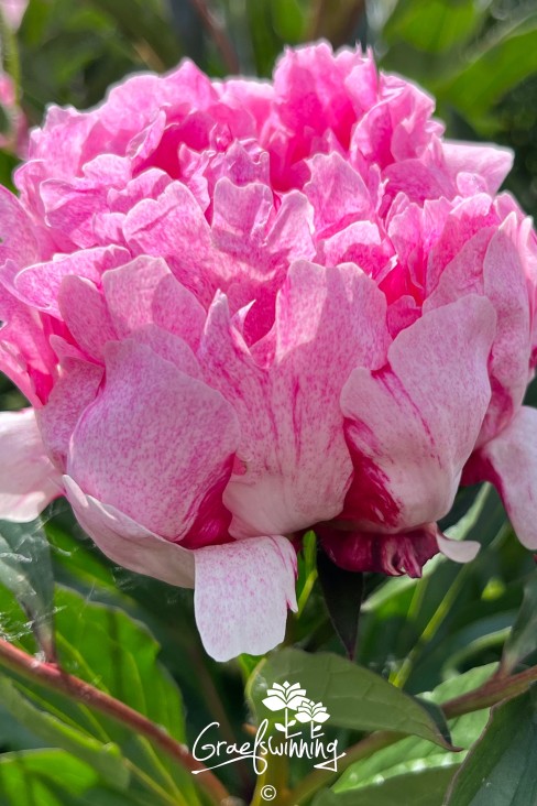 Pivoine 'The Fawn'