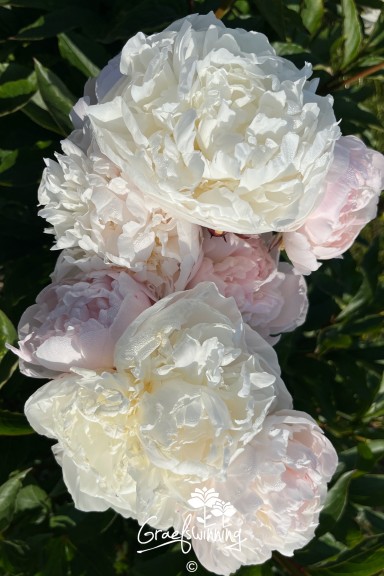 Pfingstrose 'Florence Nicholls'