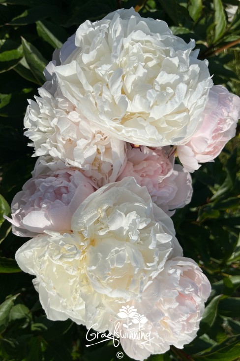 Pioen 'Florence Nicholls'