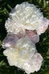 Pfingstrose 'Florence Nicholls'