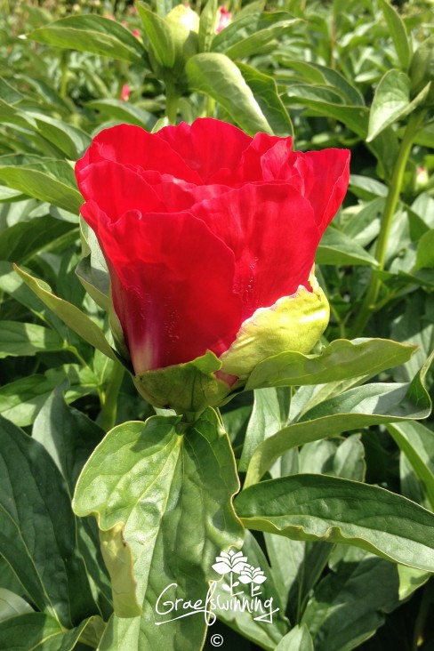 Pfingstrose 'Cardinal's Robe'