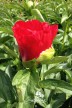 Peony 'Cardinal's Robe'