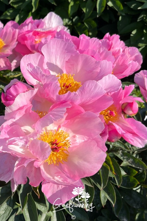 Peony 'Dawn Pink'