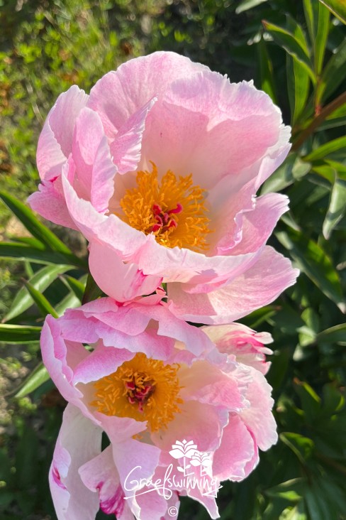 Peony 'Pink Princess'