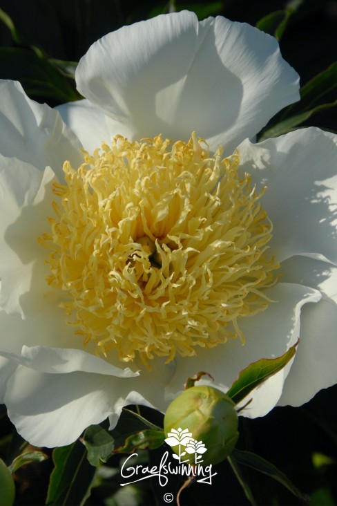 Pfingstrose 'Prairie Star'