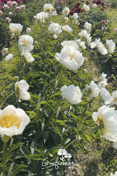 Pfingstrose 'Prairie Star'