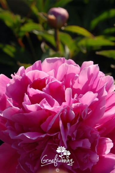 Peony 'Fragrans'