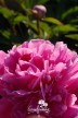 Pivoine 'Fragrans'