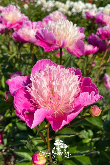 Pivoine 'Gay Paree'