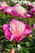 Pivoine 'Gay Paree'