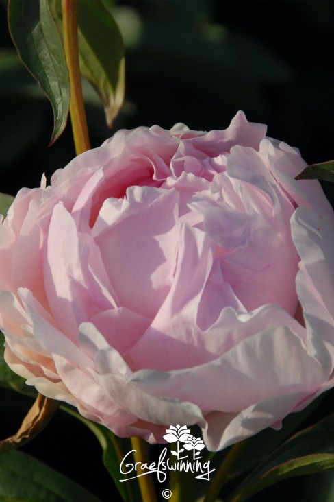 Pivoine 'Nancy Nora'