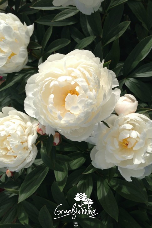 Pioen 'Allan Rogers'