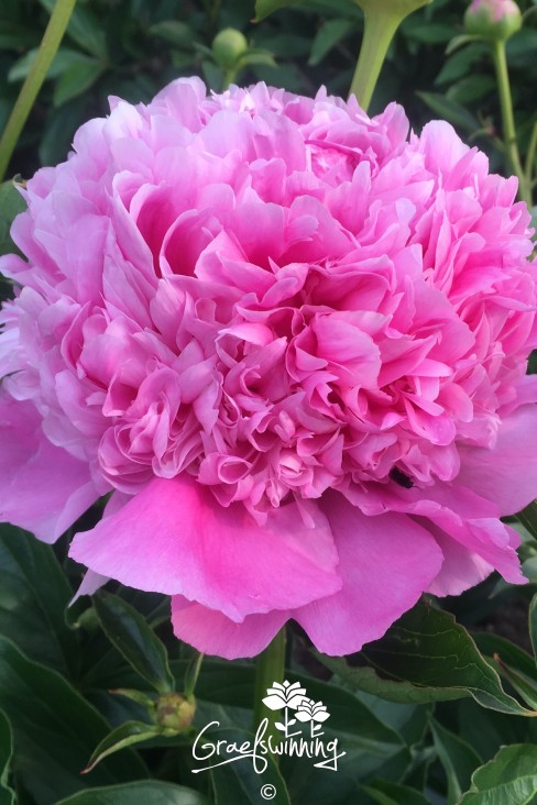 Pfingstrose 'Elizabeth, Queen of the Belgians'