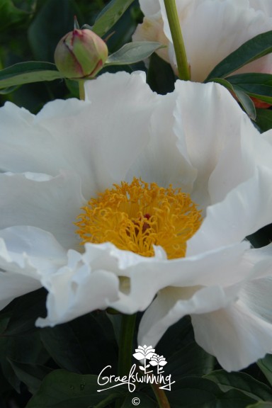 Pfingstrose 'Ivory Atlas'