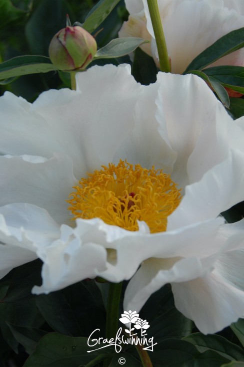 Pfingstrose 'Ivory Atlas'