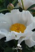 Pfingstrose 'Ivory Atlas'