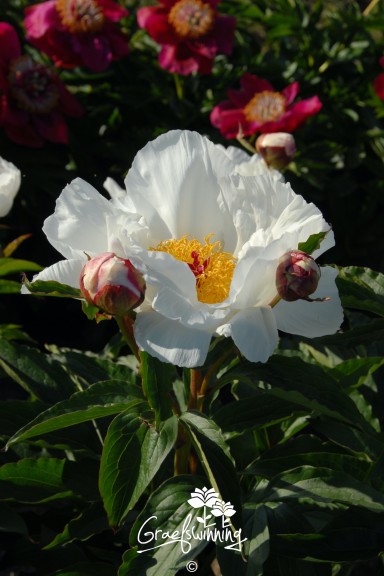 Peony 'Ivory Inspirations'