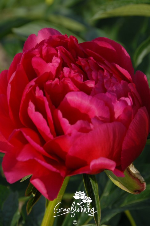 Pfingstrose 'Raspberry Charm'