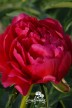Pivoine 'Raspberry Charm'