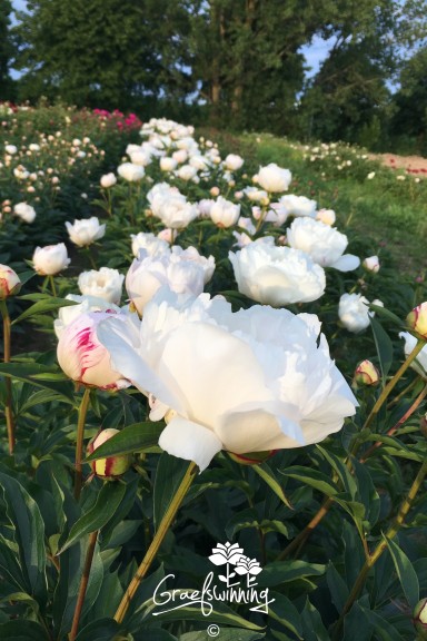 Pivoine 'Zuzu'