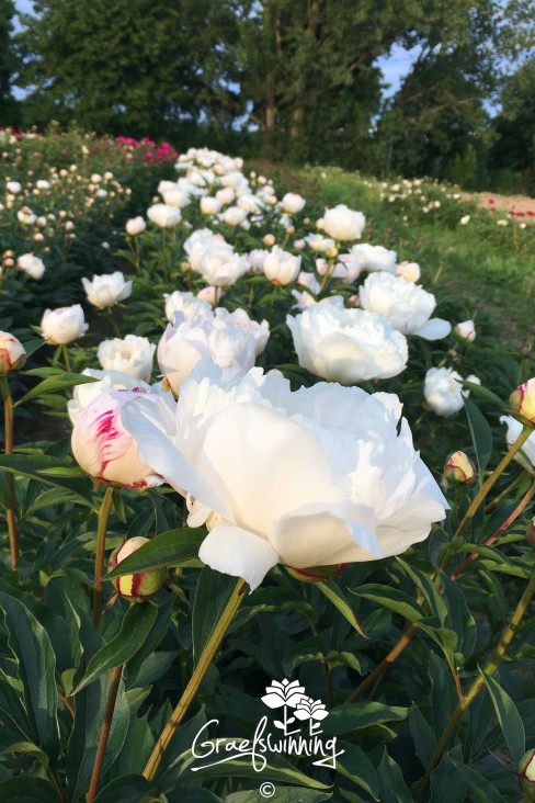 Peony 'Zuzu'