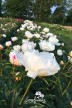 Peony 'Zuzu'