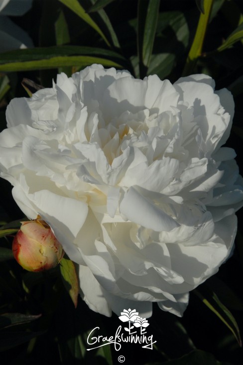 Peony 'Le Cygne'