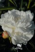 Pivoine 'Le Cygne'
