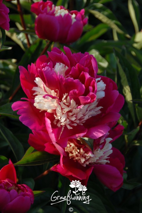 Pivoine 'Top Hat'