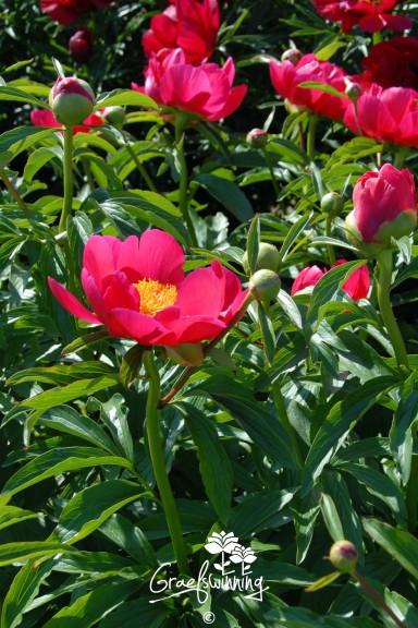 Pfingstrose 'Suzanna Hotz'