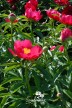 Pfingstrose 'Suzanna Hotz'