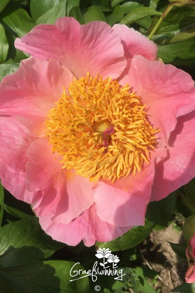 Pfingstrose 'Sugar 'n Spice'