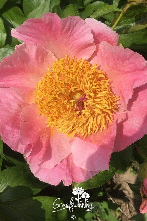Pioen 'Sugar 'n Spice'
