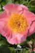 Pfingstrose 'Sugar 'n Spice'