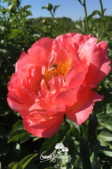 Peony 'Coral Sunset'
