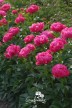 Pioen 'Paula Fay'