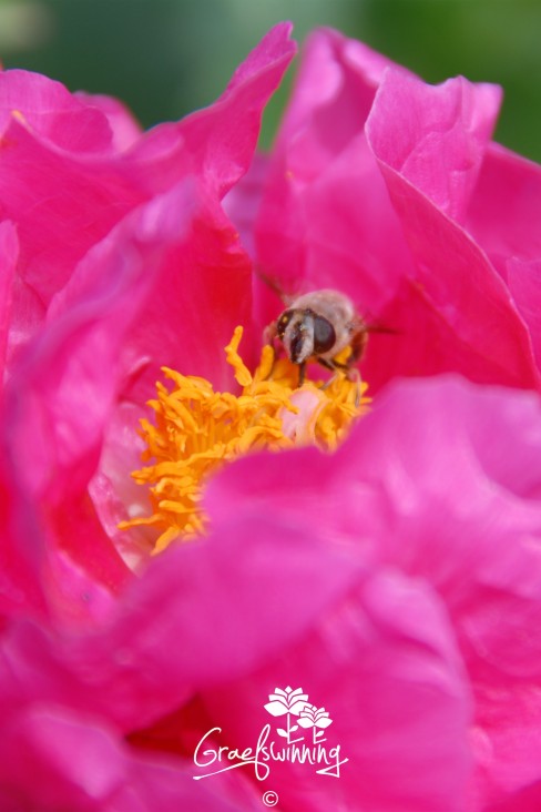 Pioen 'Paula Fay'