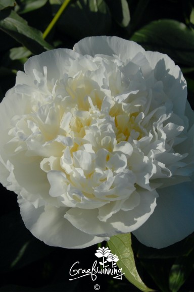 Peony 'Duchesse de Nemours'