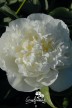 Pivoine 'Duchesse de Nemours'