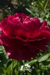 Pfingstrose 'Henry Bockstoce'