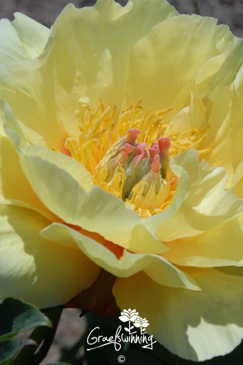 Pivoine 'Garden Treasure'