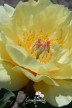 Pivoine 'Garden Treasure'