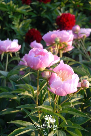 Peony 'Show Girl'