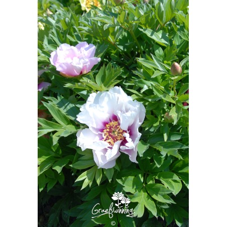 Pfingstrose 'Cora Louise'