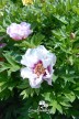 Pioen 'Cora Louise'