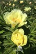 Pfingstrose 'Going Bananas'