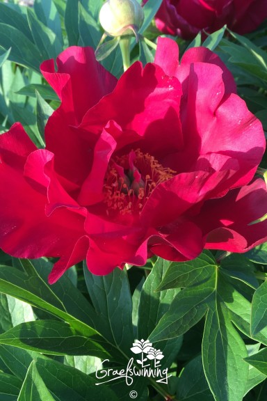 Pivoine 'Scarlet Heaven'